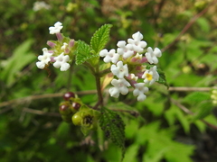 Lantana
