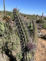 Stenocereus gummosus