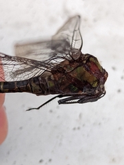 Coryphaeschna ingens