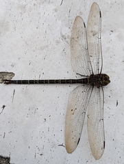Coryphaeschna ingens