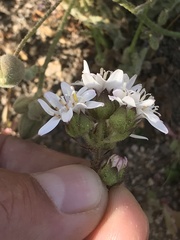 Moscharia pinnatifida