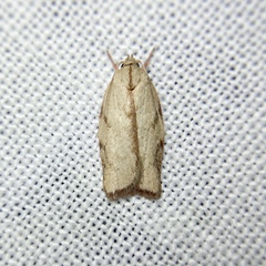 Euchaetis inceptella