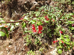 Fuchsia