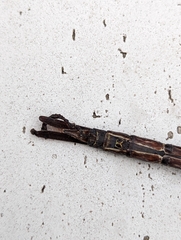 Coryphaeschna ingens