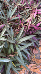 Tradescantia spathacea