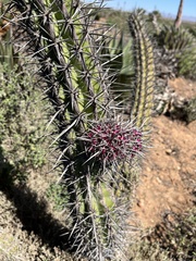 Stenocereus gummosus