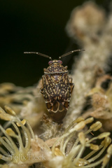 Monalocorisca