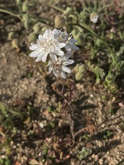 Moscharia pinnatifida