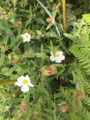 Cistus psilosepalus