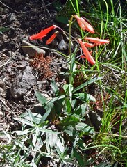 Penstemon barbatus