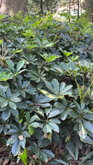 Heptapleurum arboricola