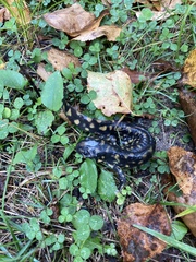 Ambystoma tigrinum