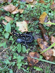 Ambystoma tigrinum