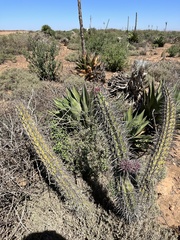 Stenocereus gummosus