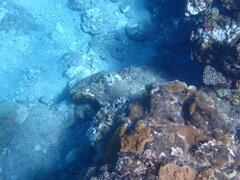Chaetodon