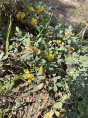 Acmispon decumbens