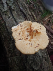 Cerioporus squamosus