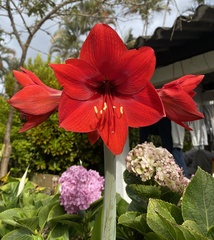 Hippeastrum hybridum