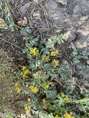 Acmispon decumbens