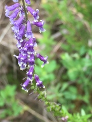Anarrhinum