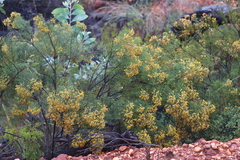 Jacksonia ramosissima