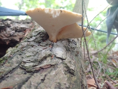 Cerioporus squamosus