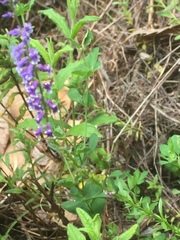 Anarrhinum