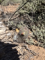 Mammillaria dioica dioica