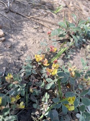 Acmispon decumbens