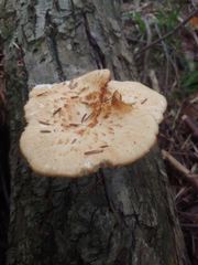 Cerioporus squamosus