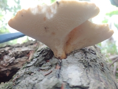 Cerioporus squamosus