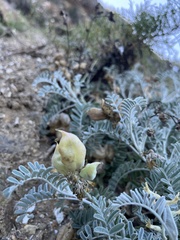 Astragalus miguelensis