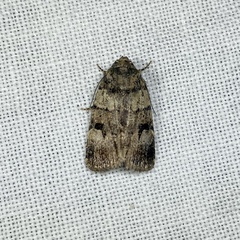 Thoracolopha flexirena