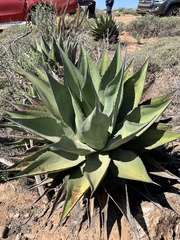 Agave shawii