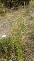 Erigeron