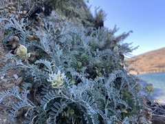 Astragalus miguelensis