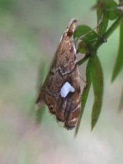 Glaucocharis leucoxantha