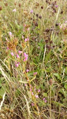 Centaurium