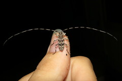 Acanthocinus obsoletus