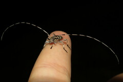 Acanthocinus obsoletus