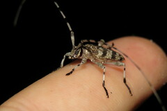 Acanthocinus obsoletus