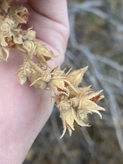 Malacothamnus marrubioides