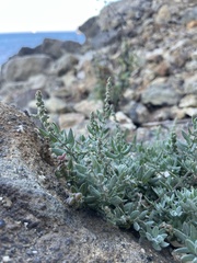 Extriplex californica