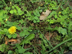Taraxacum