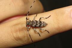 Acanthocinus obsoletus