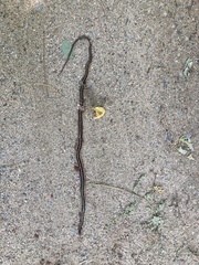 Thamnophis saurita saurita