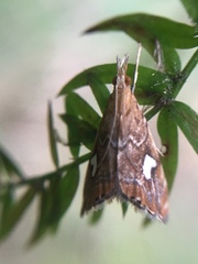 Glaucocharis leucoxantha