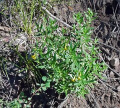 Lithospermum multiflorum