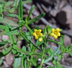 Lithospermum multiflorum