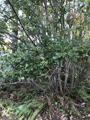 Salix scouleriana